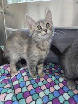 Domestic Short Hair Cats Available for Adoption in Westland, Michigan - Paladin | PetCurious