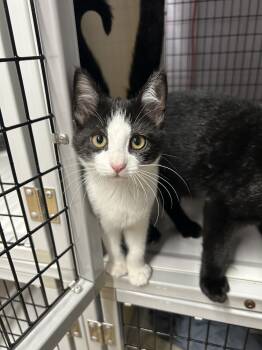 Rescue Domestic Short Hair Cats for Adoption in Pinellas Park, Florida - Harley | PetCurious