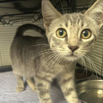 Mr.Pool -  Domestic Short Hair Cat for Adoption in Dallas, Texas - Mr.Pool | PetCurious