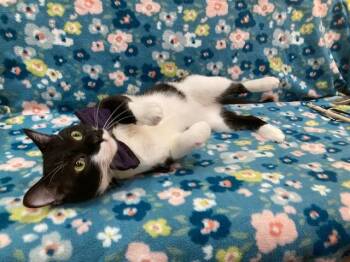 FABER -  Domestic Short Hair Cat for Adoption - FABER | PetCurious