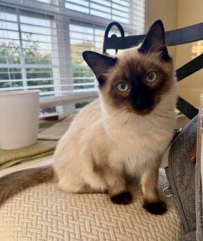Fuzz -  Domestic Medium Hair Cat for Adoption in Murfreesboro, Tennessee - Fuzz | PetCurious
