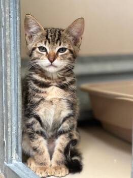 Tilly- 61287773 -  Domestic Short Hair Cat for Adoption in Elko, Nevada - Tilly- 61287773 | PetCurious