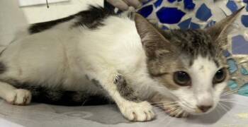 MAUVE -  Domestic Short Hair Cat for Adoption in Pensacola, Florida - MAUVE | PetCurious