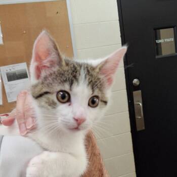 Rescue Domestic Short Hair Cats for Adoption in Zanesville, Ohio - A | PetCurious