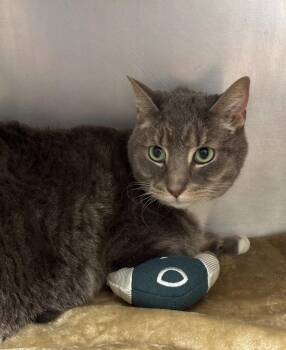 Domestic Short Hair Cats Available for Adoption - Robertin | PetCurious