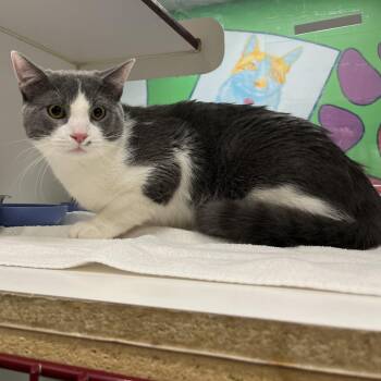 Domestic Short Hair Cats Available for Adoption - Bungee | PetCurious