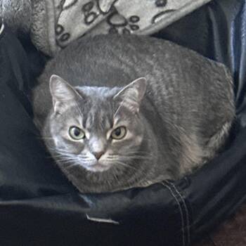 Lizzie -  Domestic Short Hair Cat for Adoption in Huntsville, Alabama - Lizzie | PetCurious