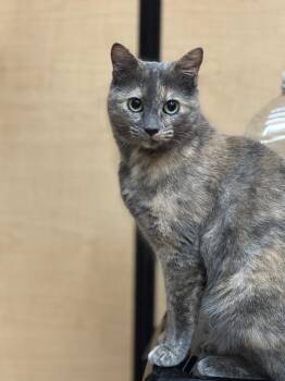 Dilute Tortoiseshell Cats Available for Adoption - Gracie | PetCurious
