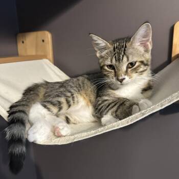 Moira -  Domestic Short Hair Cat for Adoption in Ephrata, Pennsylvania - Moira | PetCurious