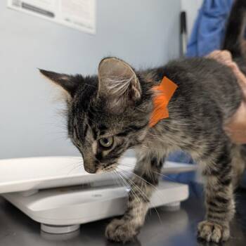 Alvin -  Domestic Long Hair Cat for Adoption in Indianapolis, Indiana - Alvin | PetCurious