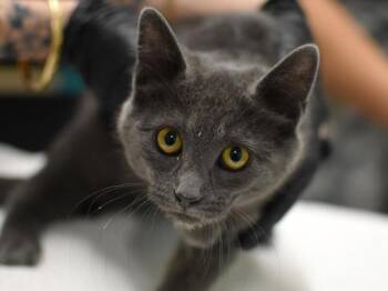 River -  Domestic Short Hair Cat for Adoption in Portland, Oregon - River | PetCurious