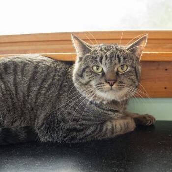 Thor -  Domestic Short Hair Cat for Adoption in Brimfield, Massachusetts - Thor | PetCurious
