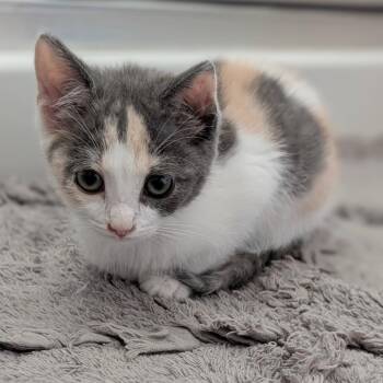 Velma -  Domestic Short Hair Cat for Adoption in Raleigh, North Carolina - Velma | PetCurious