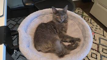 Gizmo -  Domestic Medium Hair Cat for Adoption in Frisco, Texas - Gizmo | PetCurious
