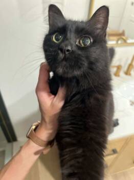 Rescue Domestic Long Hair Cats for Adoption in Chicago, Illinois - Savannah | PetCurious