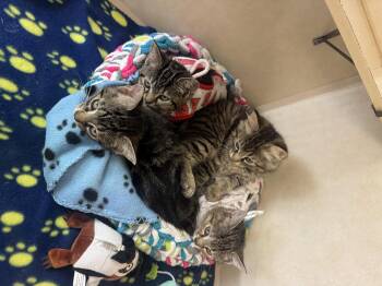 Cinnamon Roll & Tater Tot -  Domestic Long Hair Cat for Adoption in Salem, New Hampshire - Cinnamon Roll & Tater Tot | PetCurious
