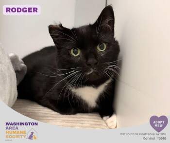 Rodger -  Domestic Short Hair Cat for Adoption in Eighty Four, Pennsylvania - Rodger | PetCurious