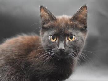 Almond -  Domestic Short Hair Cat for Adoption in Portland, Oregon - Almond | PetCurious