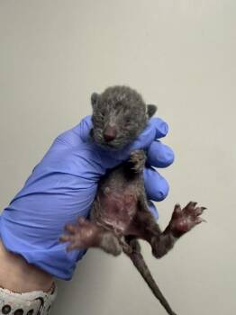 Domestic Short Hair Cats Available for Adoption - STORMI | PetCurious