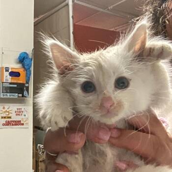 Mushi -  Domestic Long Hair Cat for Adoption in Morgan Hill, California - Mushi | PetCurious