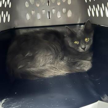 "Pecan" -  Domestic Long Hair Cat for Adoption in Salt Lake City, Utah - "Pecan" | PetCurious
