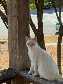 Siamese Cats Available for Adoption - Chile | PetCurious