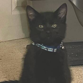 Rescue Domestic Medium Hair Cats for Adoption in Springfield, Ohio - Jiji | PetCurious