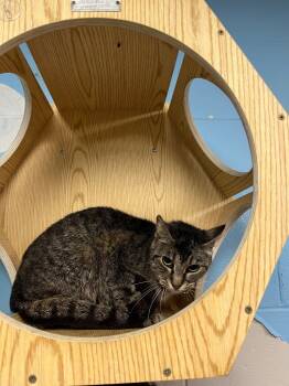 Rescue Domestic Short Hair Cats for Adoption in Troy, Ohio - Annie | PetCurious