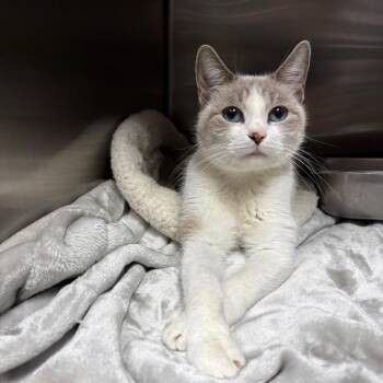 Ellie -  Domestic Short Hair and Siamese Cat for Adoption in Windsor, Virginia - Ellie | PetCurious