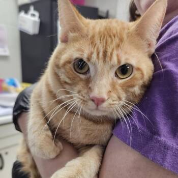 Red Admiral -  Domestic Short Hair Cat for Adoption in Evansville, Indiana - Red Admiral | PetCurious