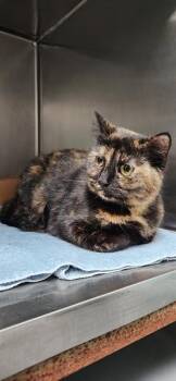 Domestic Medium Hair Cats Available for Adoption in Fort Walton Beach, Florida - CIENNA | PetCurious