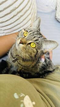 Tara & Talia -  Domestic Short Hair Cat Available for Adoption in Montreal, Quebec - Tara & Talia | PetCurious