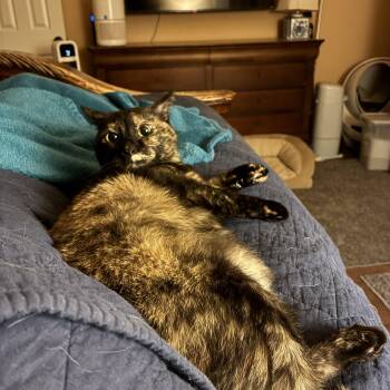 Rescue Tortoiseshell Cats for Adoption in Austin, Texas - Cookie | PetCurious