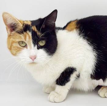Calico Cats Available for Adoption - Neopolitan Is Nothing But SWEET SWEET SWEET And PETITE!  Therapy | PetCurious