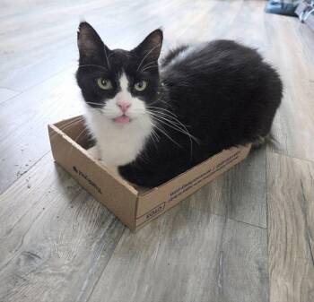 Smooshy -  Maine Coon and Domestic Long Hair Cat for Adoption in Royal Oak, Michigan - Smooshy | PetCurious