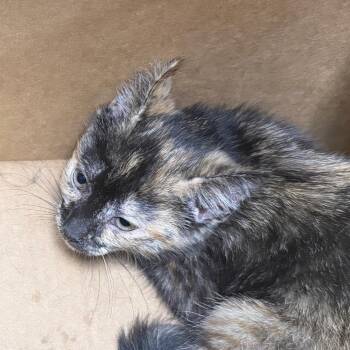 Brindle -  Domestic Short Hair Cat Available for Adoption in Philadelphia, Pennsylvania - Brindle | PetCurious