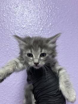 Domestic Medium Hair Cats Available for Adoption in El Paso, Texas - 60946556 | PetCurious