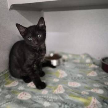 Saskia -  Domestic Short Hair Cat for Adoption in Sacramento, California - Saskia | PetCurious