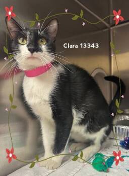 Rescue Domestic Short Hair Cats for Adoption in Marietta, Georgia - CLARA | PetCurious