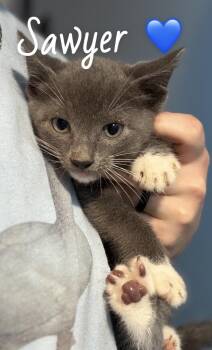 American Shorthair Cats Available for Adoption in Felton, Pennsylvania - Sawyer | PetCurious