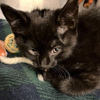 Frankie -  Domestic Short Hair Cat for Adoption in Grand Rapids, Michigan - Frankie | PetCurious