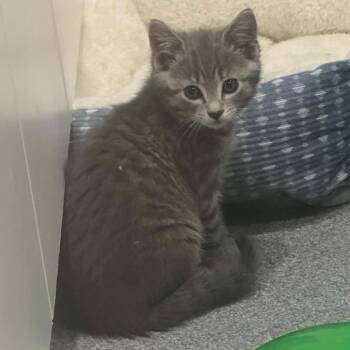 Meira C11552 -  Domestic Short Hair Cat for Adoption - Meira C11552 | PetCurious
