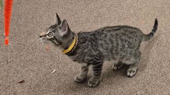 Alice Cooper -  Domestic Short Hair Cat for Adoption in South Bend, Indiana - Alice Cooper | PetCurious