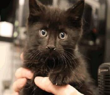 Trevor -  Domestic Short Hair Cat for Adoption in Calgary, Alberta - Trevor | PetCurious