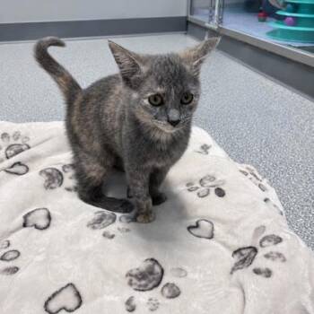 Sage -  Domestic Short Hair and Dilute Tortoiseshell Cat for Adoption in Orland Hills, Illinois - Sage | PetCurious