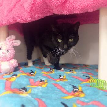 Domestic Short Hair Cats Available for Adoption in Clearwater, Florida - Diva | PetCurious