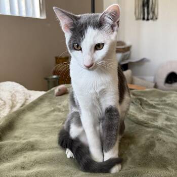 Winter Park -  Domestic Short Hair Cat for Adoption in Long Beach, California - Winter Park | PetCurious