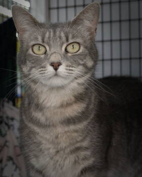 Rescue Domestic Short Hair Cats for Adoption in Wilmington, North Carolina - Noli | PetCurious
