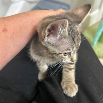 Zachary -  Domestic Short Hair Cat for Adoption in League City, Texas - Zachary | PetCurious