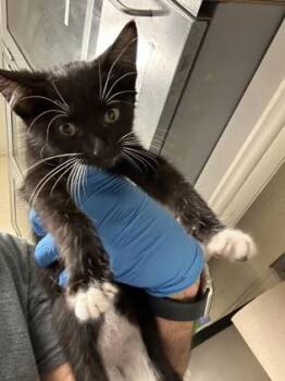 Diplodocus -  Domestic Short Hair Cat for Adoption in Wichita, Kansas - Diplodocus | PetCurious